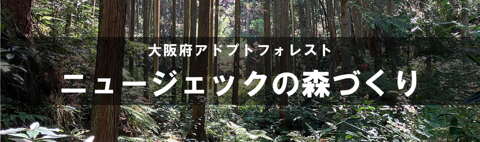 トップ＞サステナビリティ＞ニュージェックの森づくり