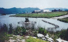 Ibo River natural improvement project (Hyogo Prefecture)